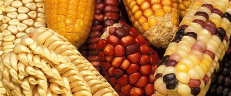 Maize Varieties – National Agricultural Advisory Services