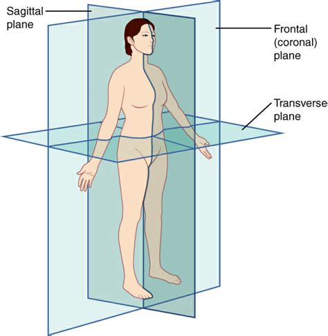 Sagittal Plane - Definition and Quiz | Biology Dictionary