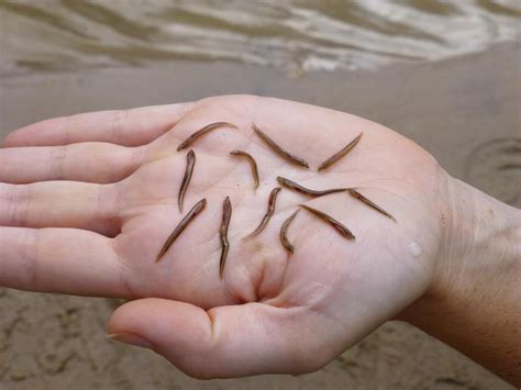 Sea Lamprey Larvae in Hand [IMAGE] | EurekAlert! Science News Releases