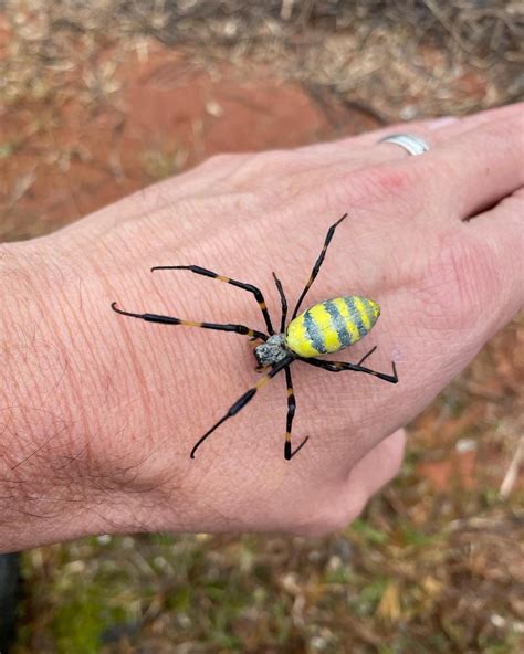 Meet the Joro spider, an invasive spider that is on its way to New Jersey