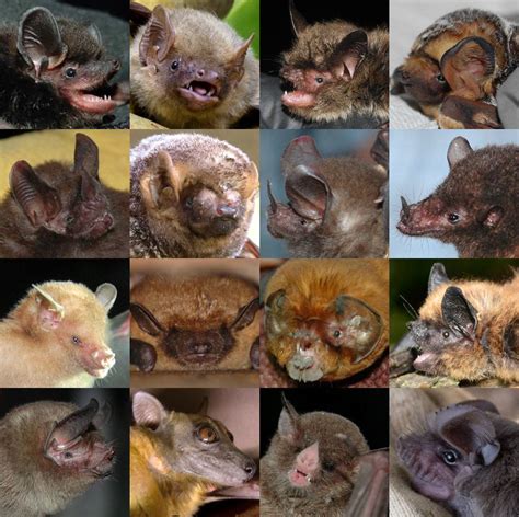 Bat Week Day 2: The many faces of bats - Healthy Wildlife