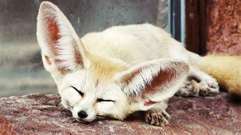 Fennec Fox Pet