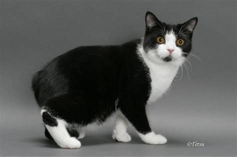 Manx - Information, Health, Pictures & Training Pet Paw