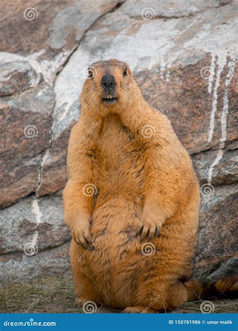 Himalayan Marmots Pair Standing In Open Grassland, Ladakh, India Stock ...