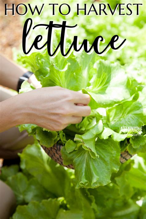 Harvesting Lettuce: How to Make Yours Produce for Weeks)!