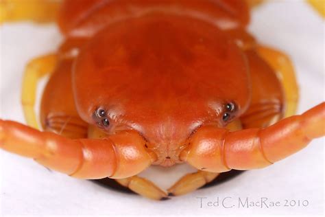 Giant Red-headed Centipede : r/pics