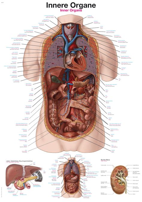 Internal Organs Of The Human Body Anatomical Chart ...