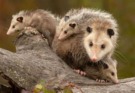 Water Opossum