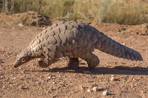 Giant Pangolin Size