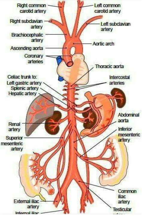 Arterial system | Medical anatomy, Anatomy and physiology, Physiology