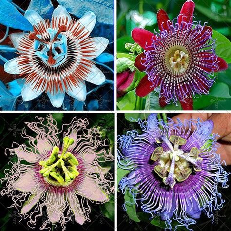 MIX 100 Seeds Passion Flower (Passiflora incarnata), Certified Pure ...