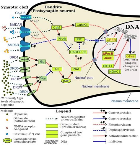 Calmodulin - Definition, Function and Structure | Biology Dictionary