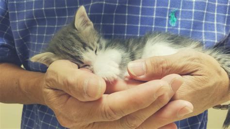 Cuddle with Kittens – For Free! - Dallas City News