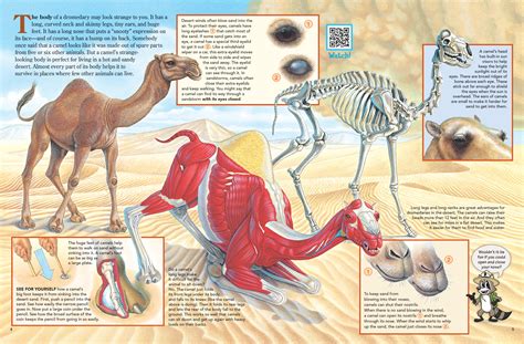 The Body of a Dromedary is a Little Strange Looking - NWF | Ranger Rick