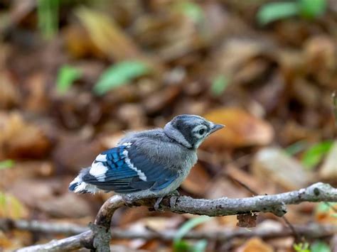 Blue Jay Nesting (Complete Guide) | Birdfact