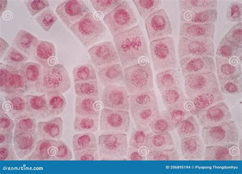 Cellular Division Under Microscope. Mitosis, The Process Of Cell ...