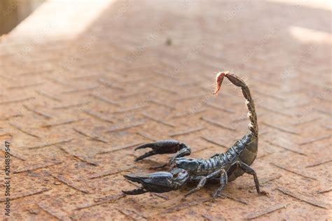 venom of scorpion is the end of tail Stock Photo | Adobe Stock