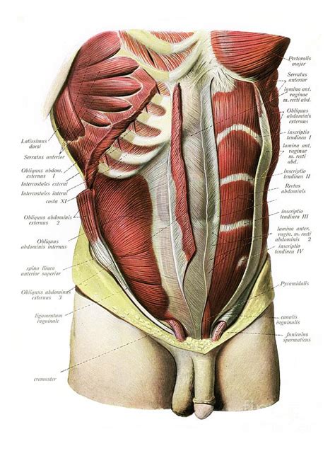 Abdominal Muscles Photograph by Microscape/science Photo Library - Pixels