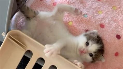 This video shows a list of things that a tiny little rescued kitten ...