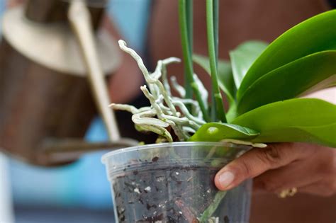 How to Care for Orchids - gardenersworld.com