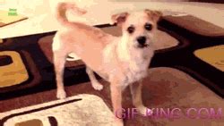 Gif Of Dog Chasing Tail Dog chasing tail gif not mine