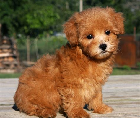 How Much Does a Maltipoo Puppy Cost