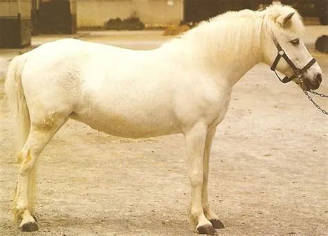 15 Chinese Horse Breeds (Facts, History & Pictures)