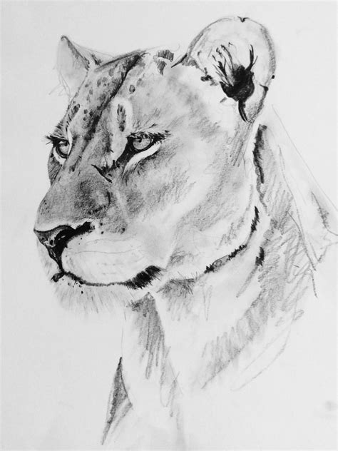 Female Lion Sketch at PaintingValley.com | Explore collection of Female ...