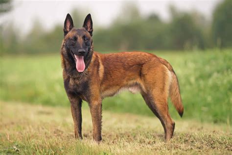 Top 10 Must-Have Products for Your Malinois Belgian: A Comprehensive ...