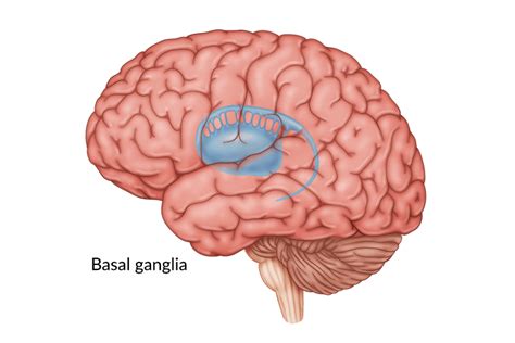 Basal Ganglia Brain Damage: Causes, Symptoms, and Treatment