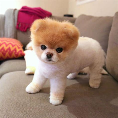 Boo the Pomeranian, Once Named the World's Cutest Dog, Dies