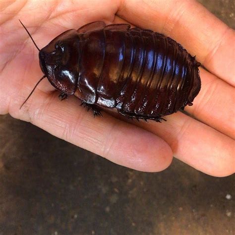 Top 90+ Pictures Picture Of The Biggest Cockroach In The World Completed