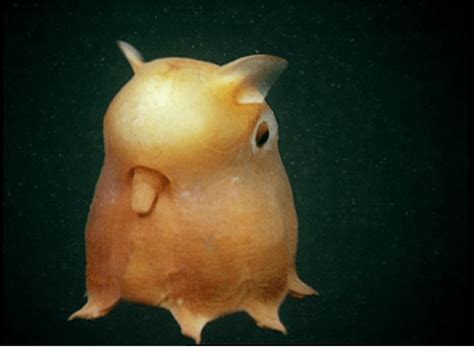 Creature Feature: Dumbo Octopus | Ocean First Institute