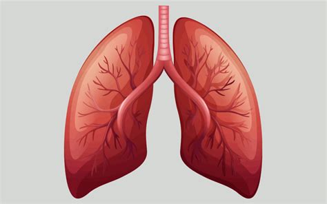 Seven General Functions of the Respiratory System – Moosmosis