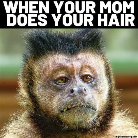 25 Funny Monkey Memes You'll Totally Fall In Love With - SayingImages.com