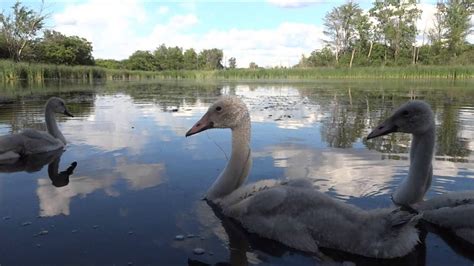 Trumpeter Swan Family in Plymouth Township, Michigan - YouTube