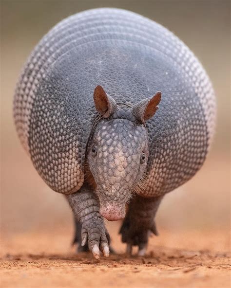 Hector Astorga Photography on Instagram: “Nine banded Armadillo coming ...