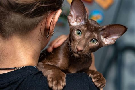 Oriental Shorthair Cat Breed Information & Characteristics | Daily Paws