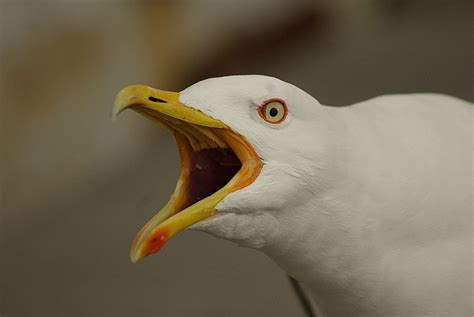 Angry Seagull | Seagull, Most beautiful birds, Animals beautiful