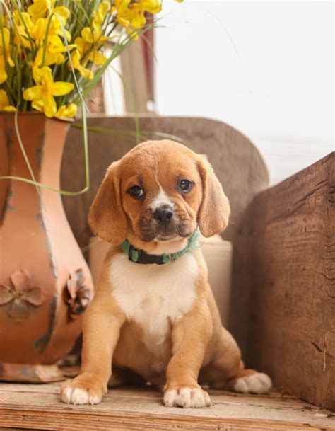 Puggle Puppies for Sale | Lancaster Puppies