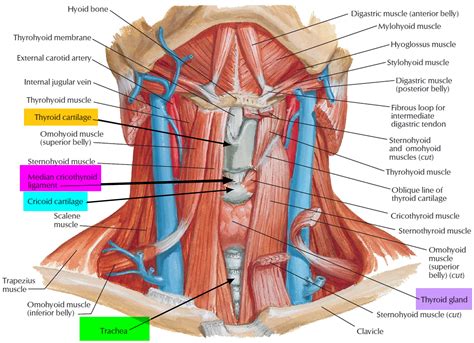 Human neck diagrams - rexoler