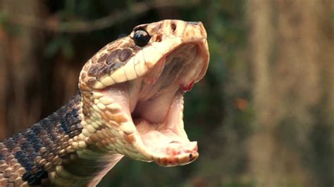 Florida's Venomous Snakes 02/10 - Water Moccasin or Cottonmouth - YouTube