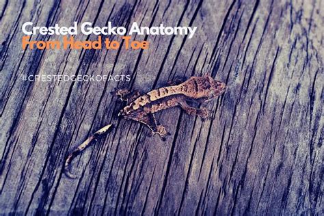 Crested Gecko Anatomy | The Crested Gecko from Head to Toe