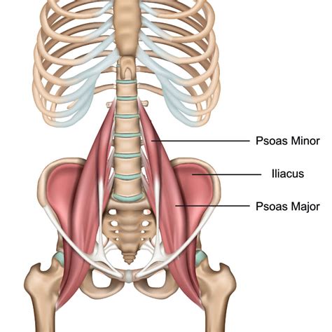 The Psoas Muscle: Ultimate Guide To This Muscle - Yoganatomy