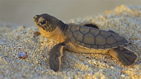 Baby Turtle Wallpaper For Android Wallpaper | WallpaperLepi