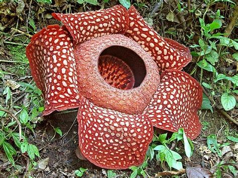 Bunga Rafflesia terbesar di dunia boleh ditemui di Sabah - 1SABAH