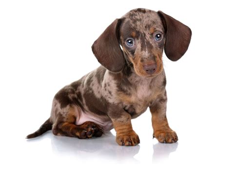 Find Dachshund puppies for sale in Richardson, TX