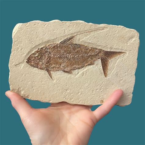 Geoclassics | Fossil Fish ~ Nematonotus longispinus ~ Lebanon