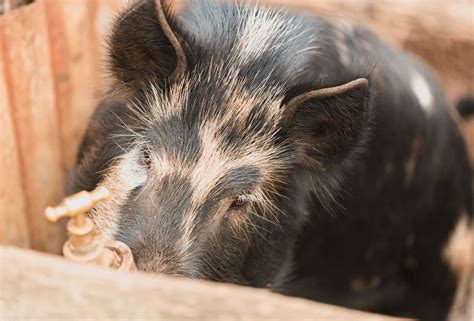 The Animals of Capalaba Produce | Capalaba Produce