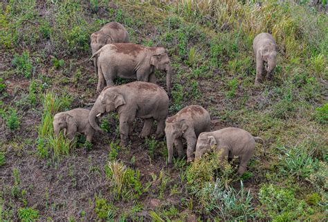 The carefree life of wild Asian elephants in SW China - CGTN